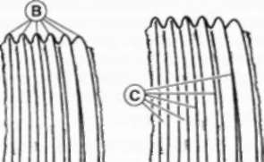 width=